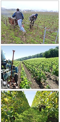 Champagne Francis Boulard & Fille - our Organic Vineyards